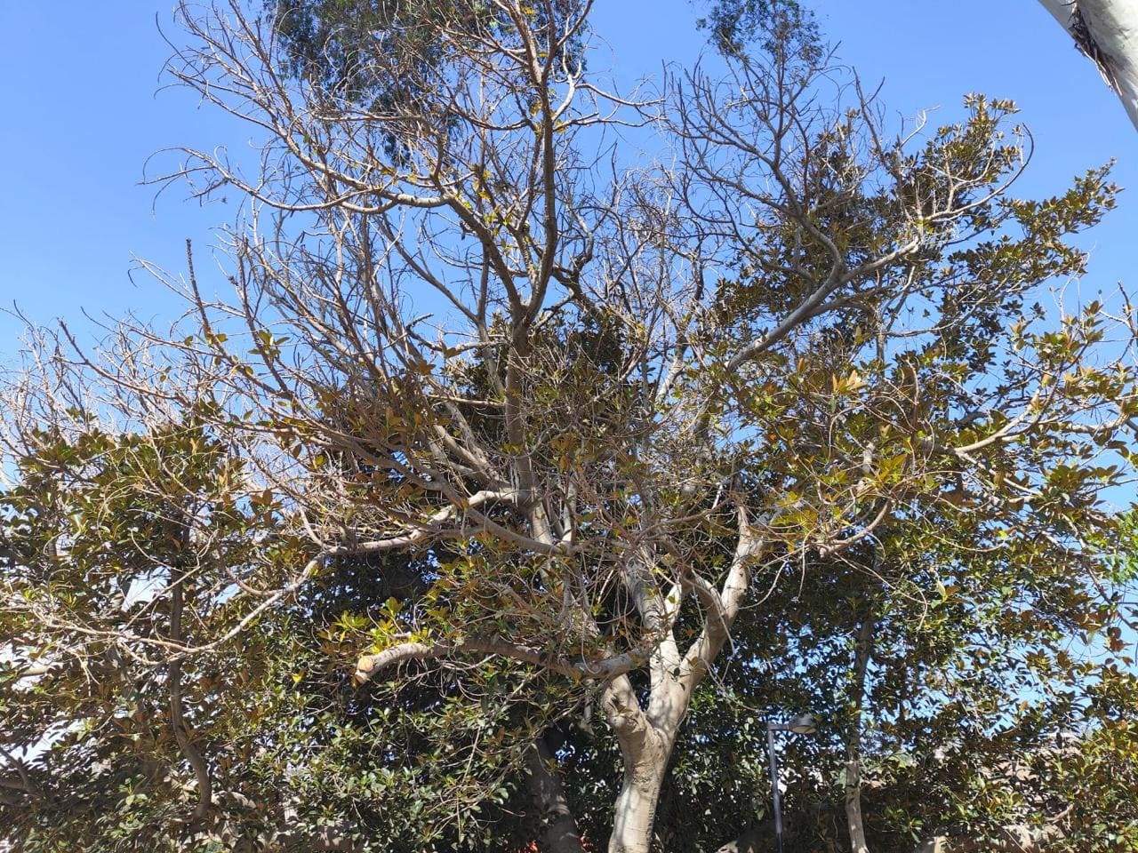 Hará Gobierno Municipal poda mínima a “árbol de hule” en Parque Revolución