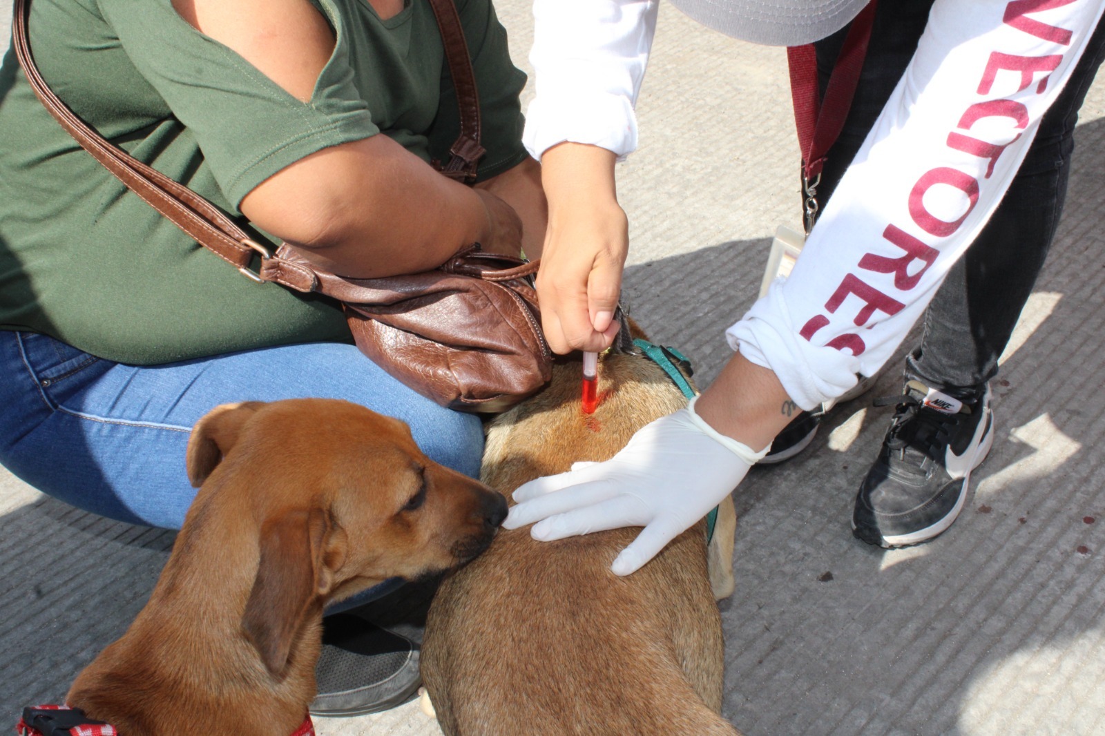 Continúan con acciones de prevención contra la Rickettsiosis