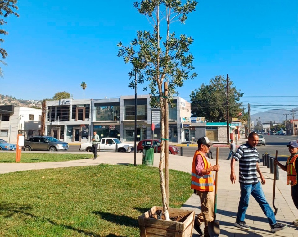 Reforesta Gobierno de Ensenada parques y jardines