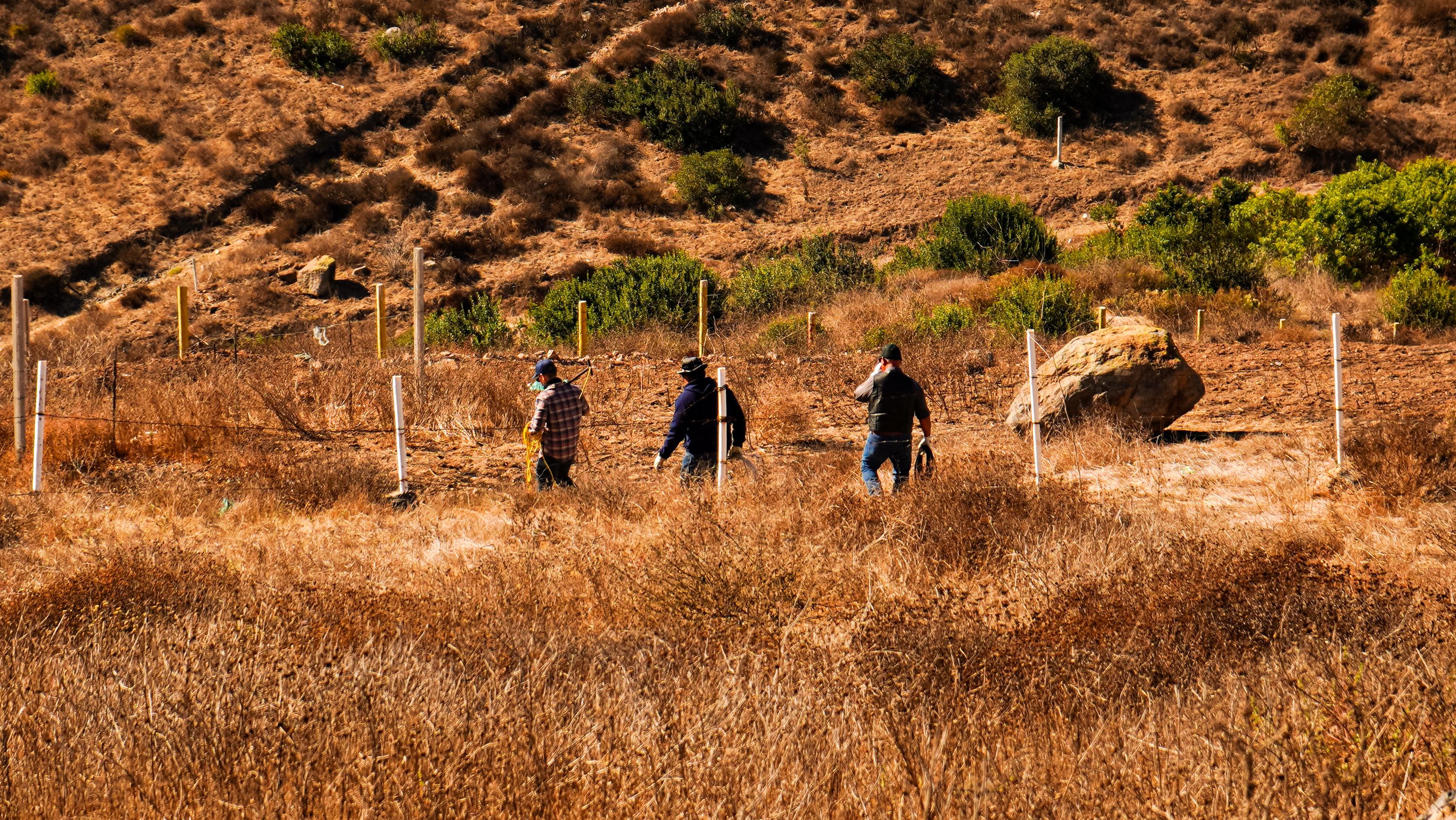 Captura Gobierno de Ensenada cinco perros ferales en cerro de El Vigía