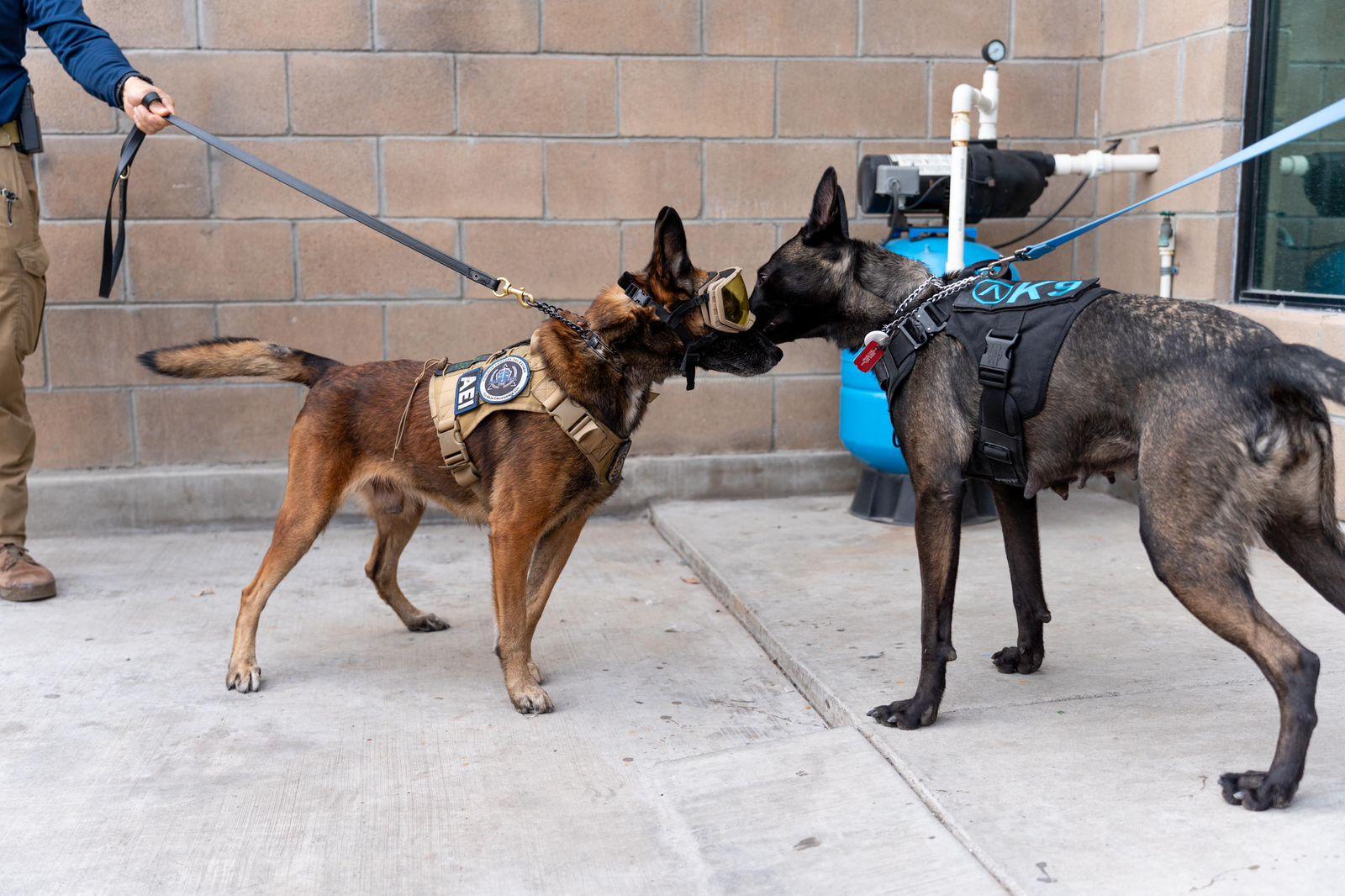 Grupo arza dona cuatro cachorros a FGE para unirse a las filas de unidad k9