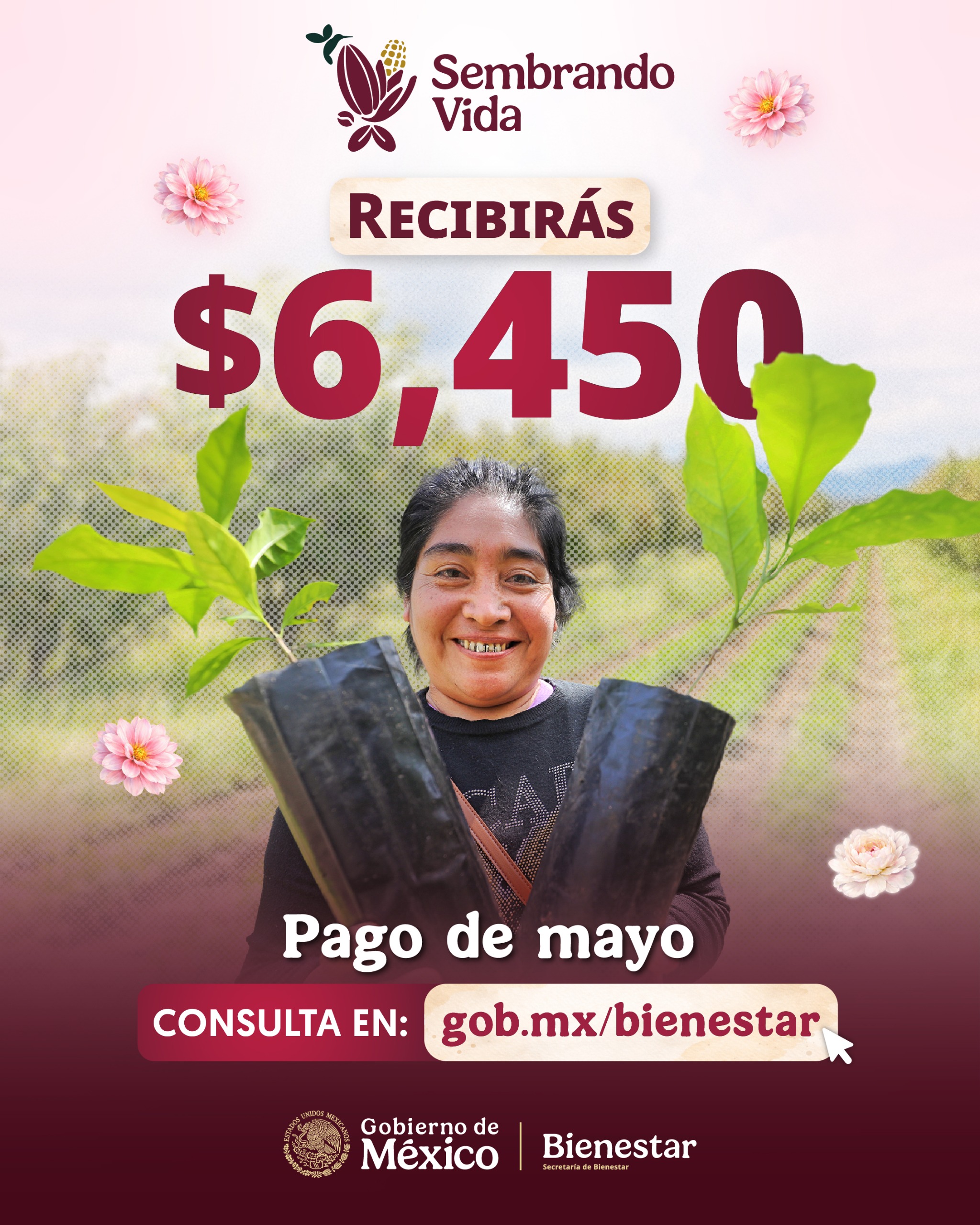 Bienestar realiza pago del jornal correspondiente a mayo a sembradoras y sembradores del Programa Sembrando Vida: Leticia Ramírez